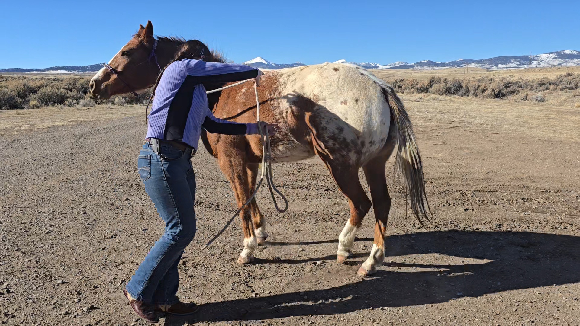 A person gently handling a horse in a rural setting, with mountains in the background and clear blue sky.