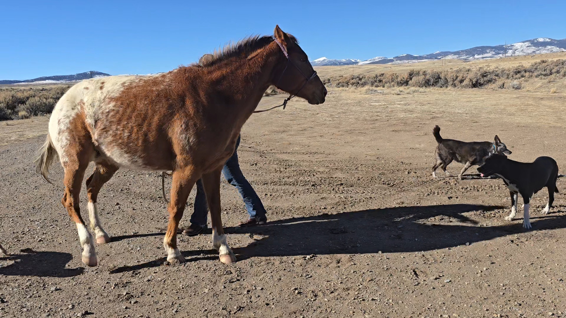 A brown and white horse stands on a dry, sandy surface, with a person holding its lead. Two dogs are walking nearby against a backdrop of mountains and a clear blue sky.