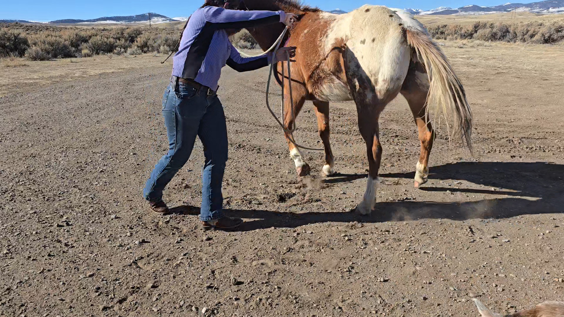 A person in a blue shirt is holding a rope attached to a brown and white horse in a dusty outdoor setting, with mountains in the background.