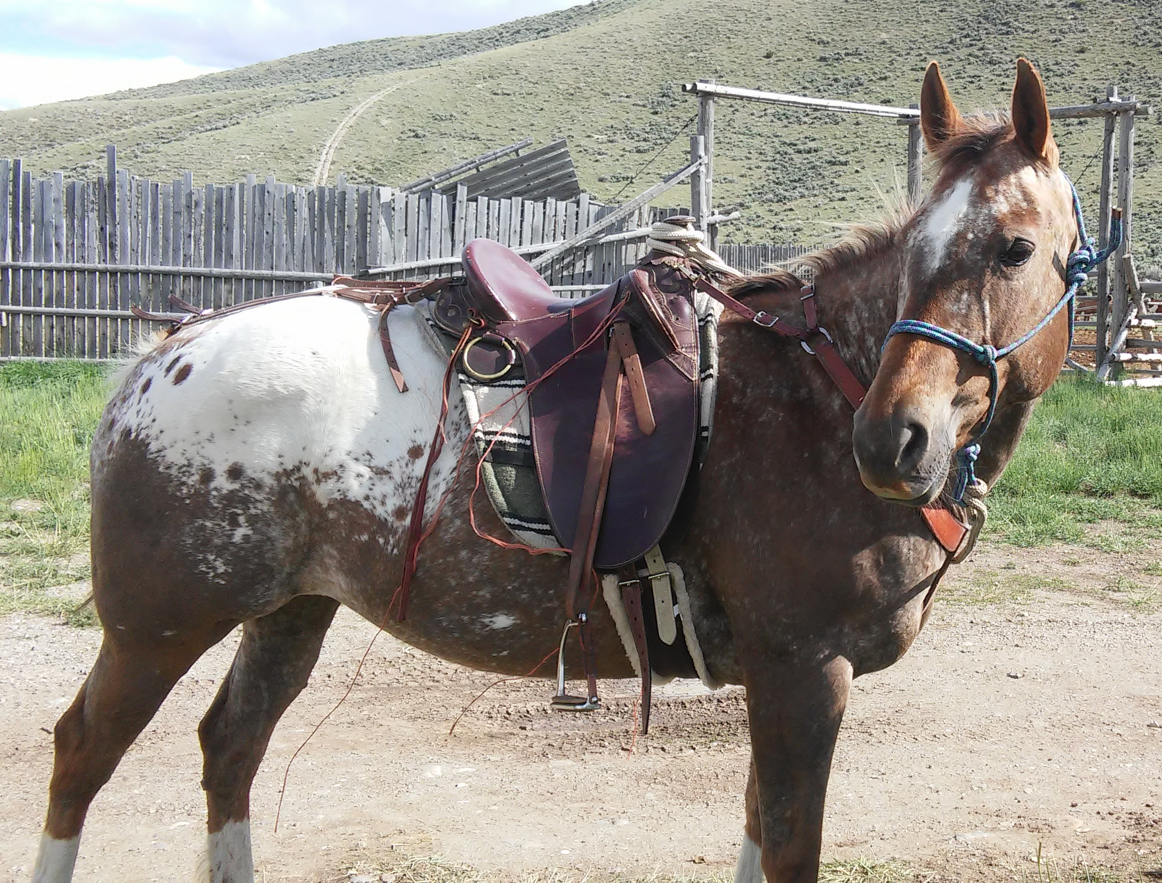 A brown and white spotted horse with a saddle and bridle standing on a dirt path, with wooden fencing and hills in the background.