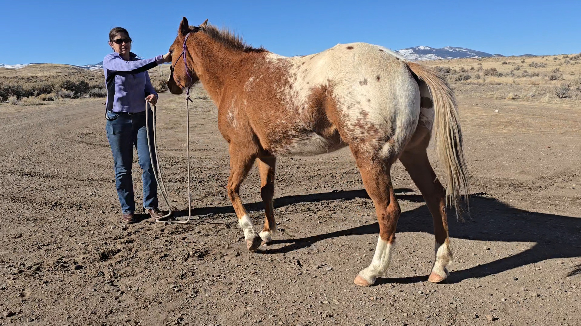 A woman gently strokes the neck of a brown and white spotted horse while holding a rope in an outdoor setting with a clear blue sky.