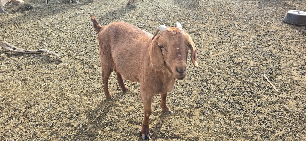 A brown goat standing on dry, sandy ground, looking towards the camera.
