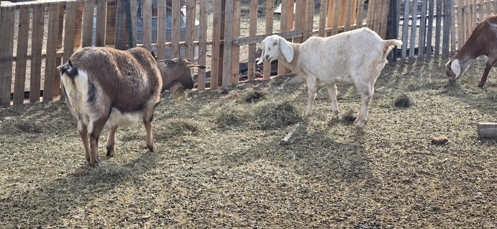 Three goats in a pasture, with two goats facing away and one white goat standing near a wooden fence.