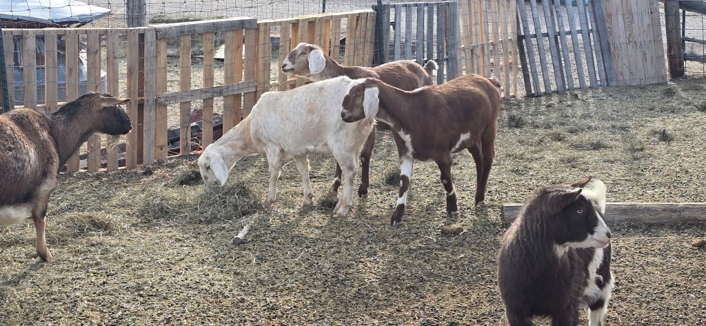 A group of goats in a farmyard, with three goats standing near a wooden fence and one goat grazing on hay.