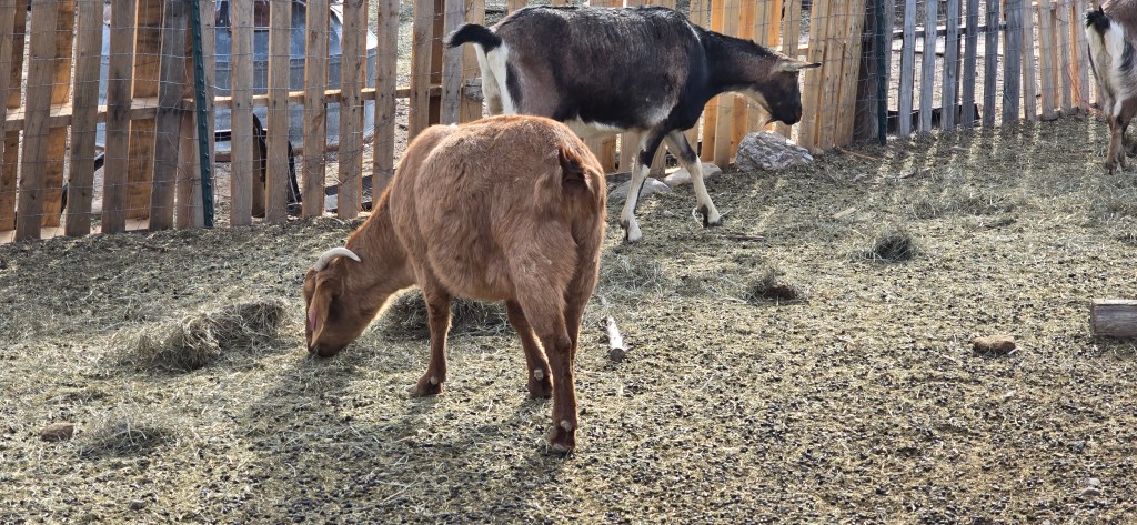 Two goats foraging in a grassy area within a fenced enclosure.