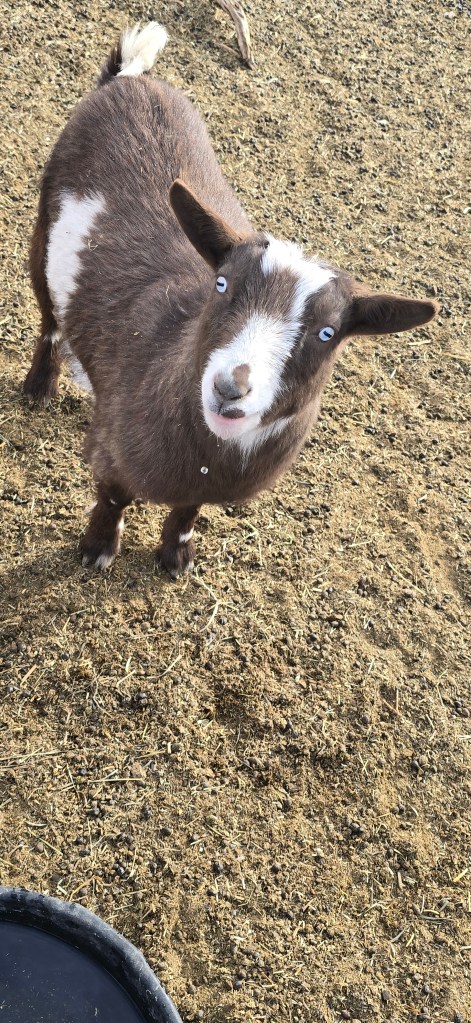 A close-up of a brown goat with white markings, looking curiously towards the camera on a dirt ground.