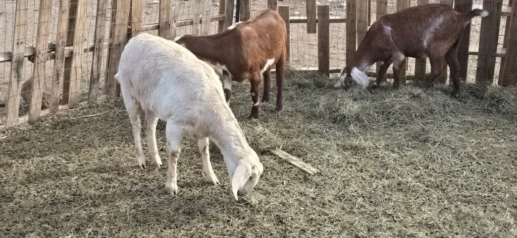 Three goats grazing on hay inside a fenced enclosure.