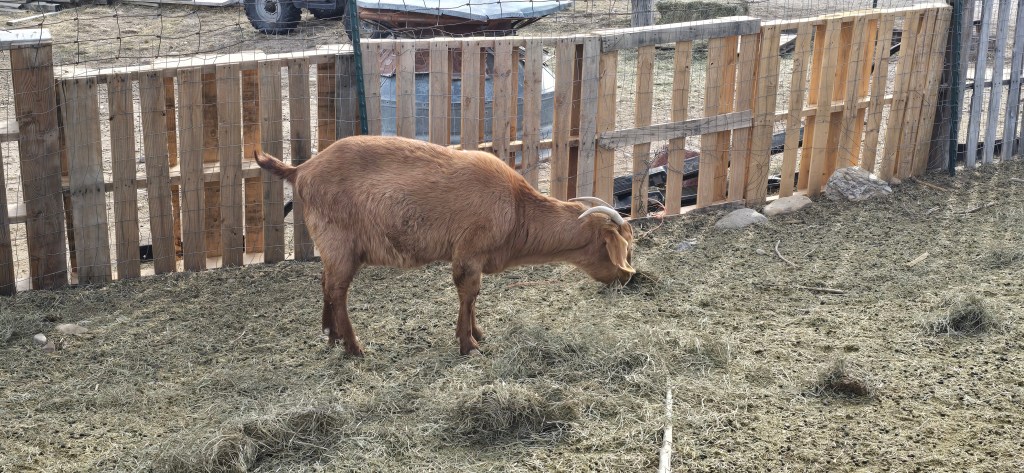 A brown goat grazing on hay in a fenced area with wooden panels in the background.