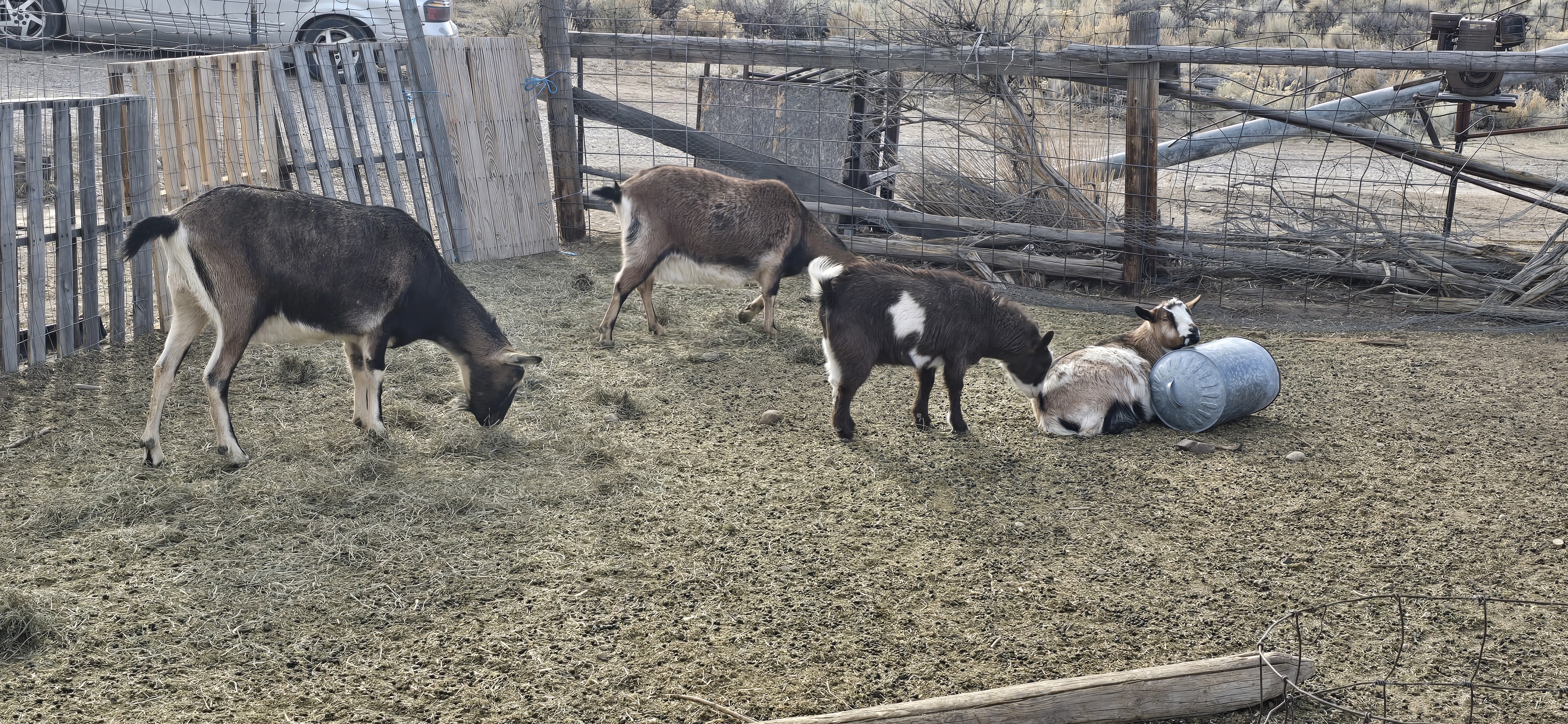 A group of goats in a pen, with some grazing on the ground while others are playing or resting near a metal container.